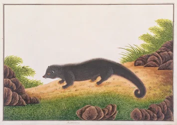 ビンタロン、マラッカの動物、昆虫、爬虫類の絵から、1805-18年頃（紙にトイレとガッシュ）