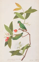 マラッカの鳥の絵、1805-18年頃の青い戴冠吊りオウム、（紙にトイレ）