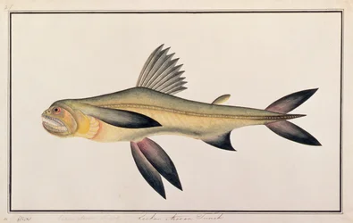 ボンベイダック、マラッカの魚の絵、1805-18年頃（紙にトイレ）