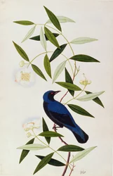 Boorah Farleeh、マラッカの鳥の絵、1805-18年頃（紙にトイレ）