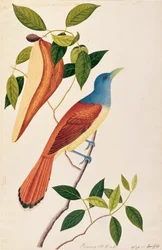 Boorong Seli-ah、マラッカの鳥の絵、1805-18年頃（紙にトイレ）