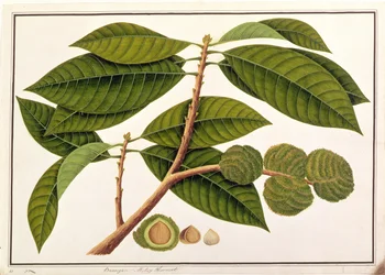 マラッカからの植物の絵からのブランガムまたはマレー栗、c.1805-18（紙にトイレ）