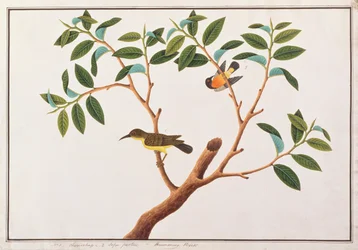 ブラウンスロートサンバードとルビーチークサンバード、マラッカの鳥の絵、1805-18年頃（紙にトイレ）