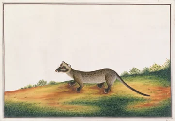 コモンパームシベット、マラッカの動物、昆虫、爬虫類の絵から、1805-18年頃（紙にガッシュとトイレ）
