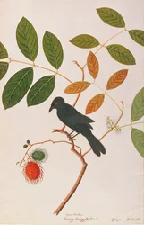 Crow-billed Drongo、Drawing of Birds from Malacca、c.1805-18（紙にトイレ）