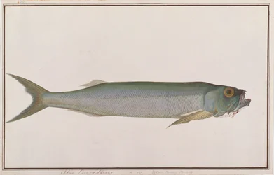 マラッカの魚の絵、1805-18年頃のドラブオオカミヘリン（紙にトイレ）