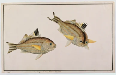 Eekan King-kerong、マラッカの魚の絵、c.1805-18（紙にトイレ）