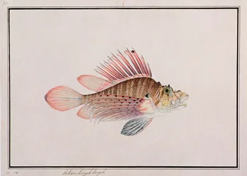 Eekan Linqah Singah、マラッカの魚の絵、1805-18年頃（紙にトイレ）