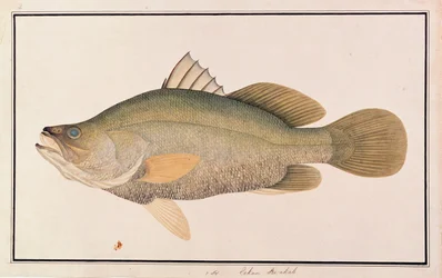 ジャイアントシーパーチ、マラッカの魚の絵、c.1805-18（紙）