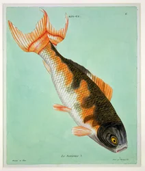 フランソワ・ニコラス・マルティネット（1731-p.1796）によって刻まれたル・ノルルー（印刷）