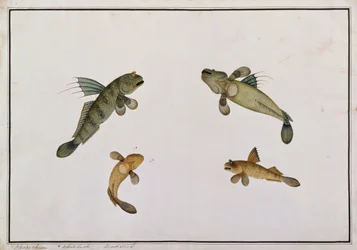 マッドフィッシュ、ブラッドキエナ、ブラッドゥラオレ、マラッカの魚の絵、c.1805-18（紙のトイレ）