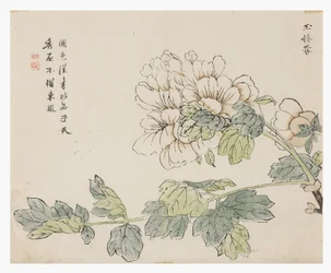 マスタード・シード・ガーデン