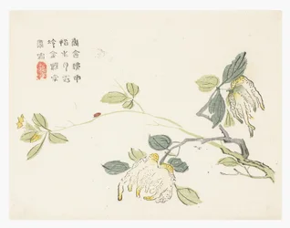 マスタード・シード・ガーデン