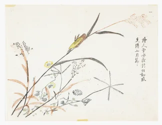 マスタード・シード・ガーデン