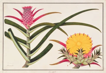 パイナップルまたはブロメリア、マラッカの植物素描より、1805-18年頃