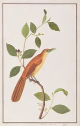 ラッフルズマルコハ、マラッカの鳥の絵、1805-18年頃（紙にトイレ）