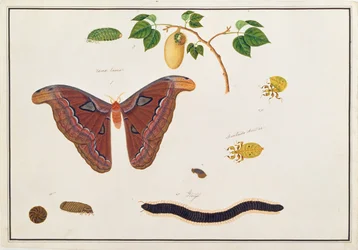マラッカの動物、昆虫、爬虫類の絵からの6節足動物、c.1805-18（紙とトイレとガッシュ）