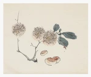 十竹シリーズ、18世紀