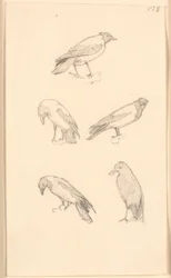 カラス