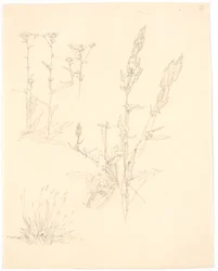 植物研究