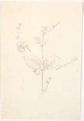 鉛筆での色表示による植物研究