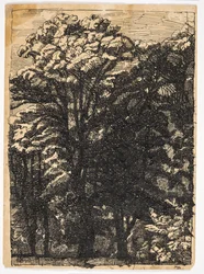 木