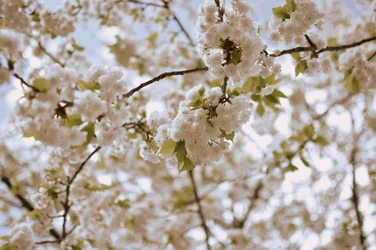 繊細な春の花