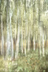 夢のような白樺の森