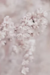 夢のようなピンクの花