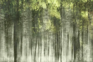 幻想的な森の光