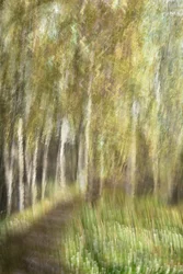 幻想的な森の散策