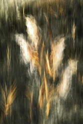 幻想的な黄金の草