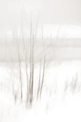 幻想的な冬の森