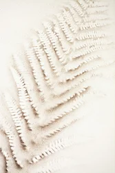 砂に刻まれたシダの痕
