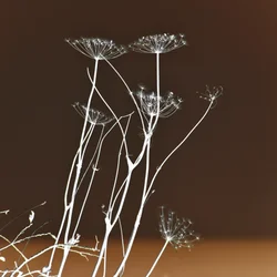 輝く植物の造形