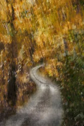 黄金の秋の道