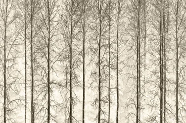 モノクロの冬の木々