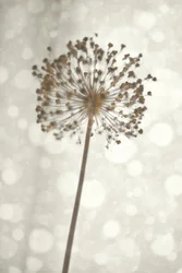 柔らかなアリウムの花