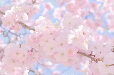 柔らかなピンクの桜