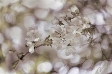 柔らかな春の花