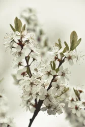 白い春の花