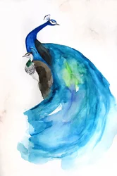 雄大な青いクジャク