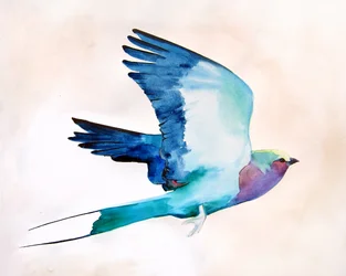 空を飛ぶ鮮やかな鳥