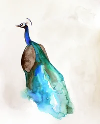 鮮やかな青いクジャク