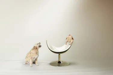 犬のチキンに関するジレンマ