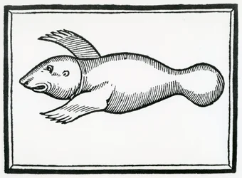 「インディーズの一般史」から「マナティ」と呼ばれる魚1547