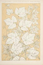 自然からの葉、1868（chromolitho）