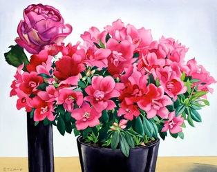 アザレア・ローズ