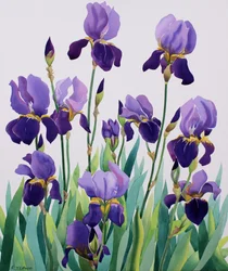 パープルアイリス