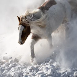 雪の中の躍動感あふれる馬